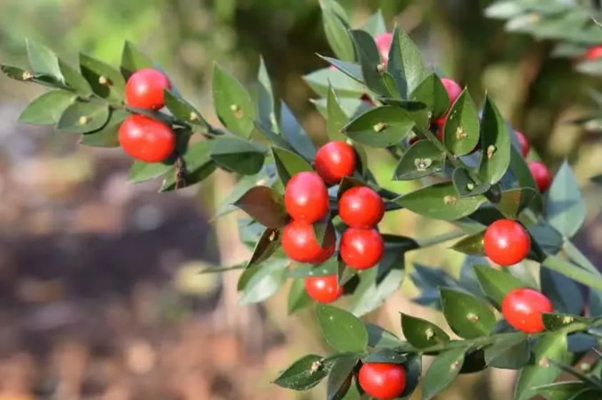 Butcher's broom root extract, the Ruscus aculeatus botanical used in NervoCalmX
